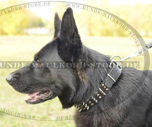 Deutscher Schäferhund Nietenhalsband exklusiv