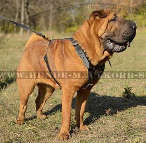 Erstklassiges Leder Geschirr mit Nieten für Shar-Pei