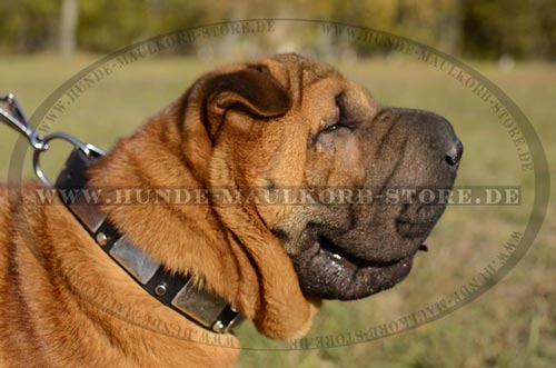 Leder Halsband für Shar-Pei mit Pyramiden und Platten