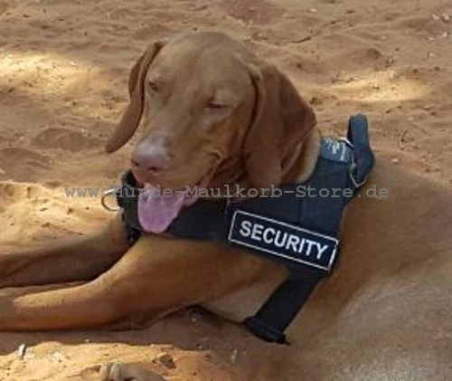 New nylon dog harness - Better control of yourViszla Dog