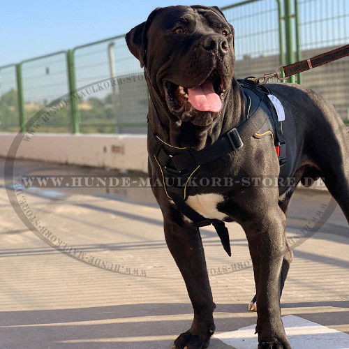 Hundegeschirr aus robustem Nylon für Boerboel - zum Schließen ins Bild klicken