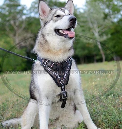 Dog Harness Leather with Barbed Wire for Malamute - Click Image to Close