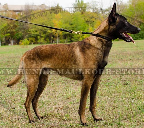 Erziehungshalsband aus rundem Leder für Malinois und andere