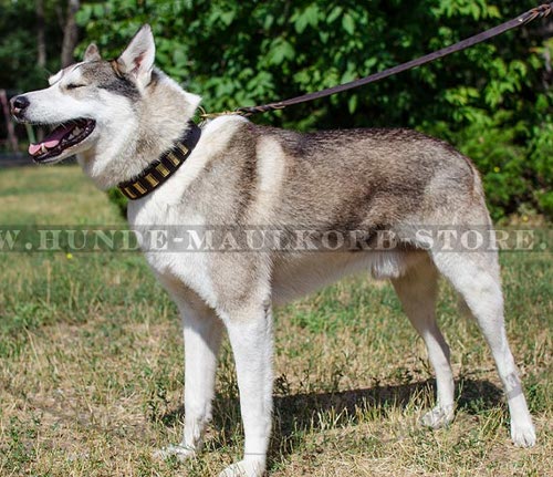 Hundehalsband aus Fettleder mit Schmuck für Husky und Laika