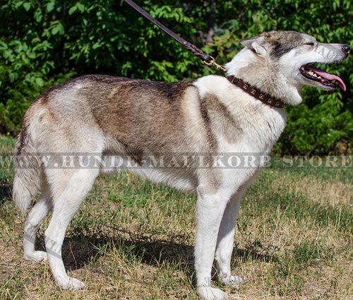 Halsband für Husky und Laika mit golden Nieten