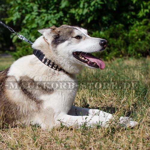 Leder Hundehalsband für Laika mit Strass-Pyramiden