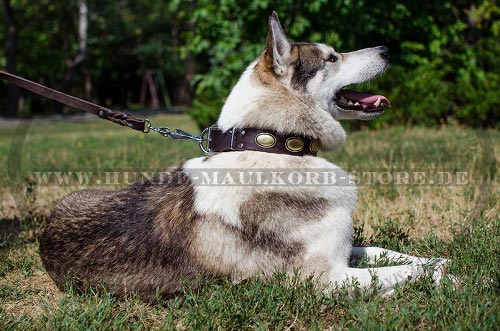 Vintage Hundehalsband Leder für Husky und Laika