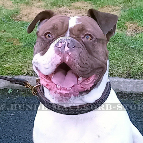 Amerikanische Bulldogge Lederhalsband 25 mm mit Flechten