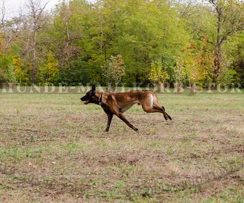 Hundehalsband mit Metallverschluss für Malinois - zum Schließen ins Bild klicken