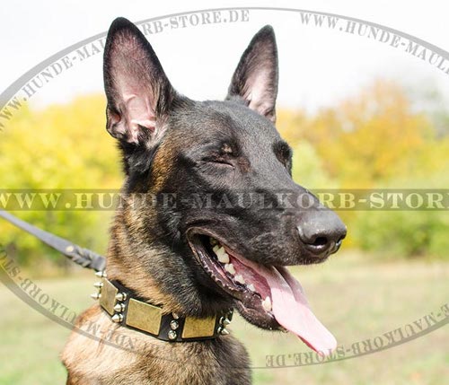 Schmuckhalsband für Malinois Fettleder mit Nieten