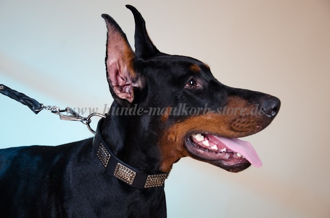 Hundehalsband Leder mit Relief-Platten | Halsband für Dobermann