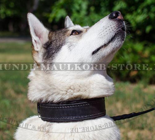 Hundehalsband gepolstert für Husky, Laika Diensthundeartikel! - zum Schließen ins Bild klicken