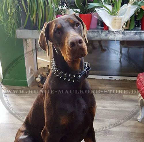 Hundehalsband mit Dornen für Dobermann