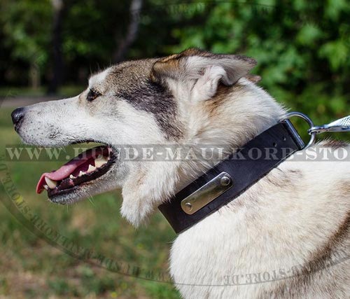 Hundehalsband mit Namen für Husky und Laika - zum Schließen ins Bild klicken