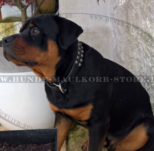 Hundehalsband mit Nieten für Rottweiler