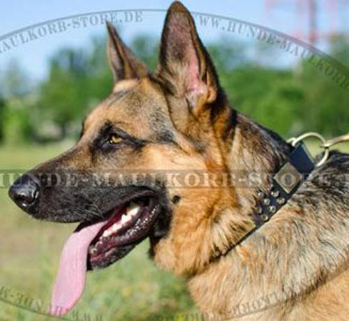 Luxuriöses Lederhalsband für Deutschen Schäferhund - zum Schließen ins Bild klicken