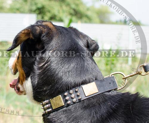 Hundehalsband für Sennenhund, verziertes mit Nieten und Platten