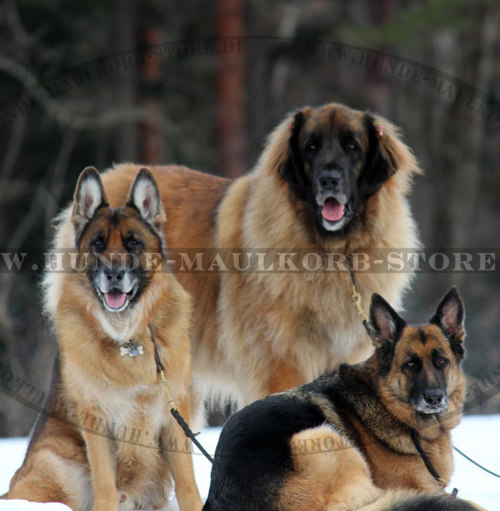 Hundeleine Leder für Großen Schäferhund