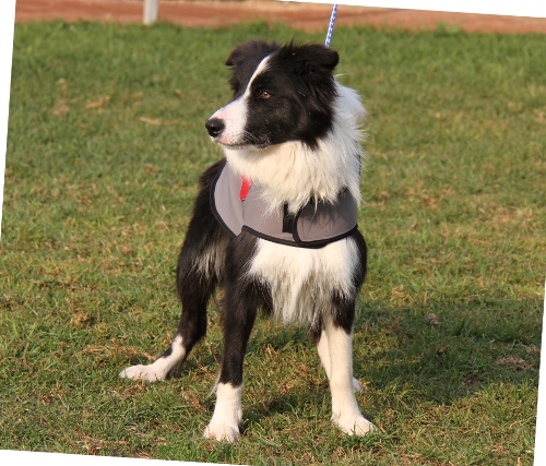 Hundemantel für Border Collie | Wasserdichter Umhang ❉ - zum Schließen ins Bild klicken