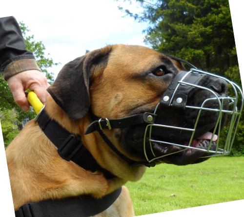 Wire dog muzzle for Boerboel