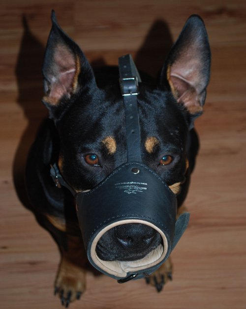 Mix breed dog muzzle