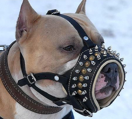 Edler Hundemaulkorb aus Leder mit Spikes für Pitbull - zum Schließen ins Bild klicken