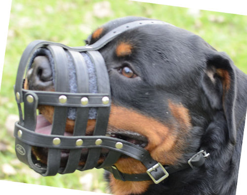 Rottweiler Maulkorb Leder Extra Leicht