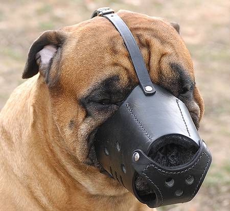 Leather dog muzzle "Everyday"