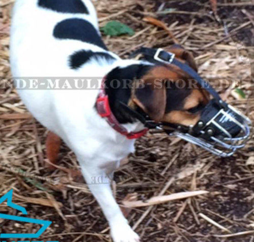 Draht Maulkorb für Jack Russel Terrier