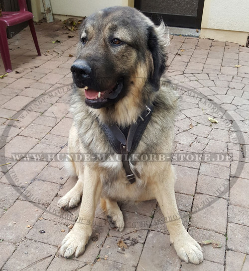 Kaukasischer Schäferhund Hundegeschirr aus Leder - zum Schließen ins Bild klicken