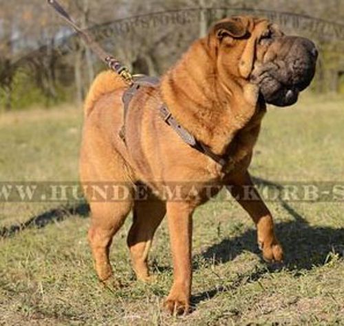 Klasse Hunde Geschirr aus Leder für Shar-Pei