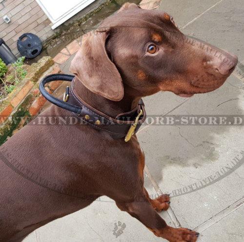 Kontrollhalsband mit Handschlaufe für Dobermann Training