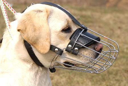 Drahtmaulkorb für Labrador | Metallmaulkorb für Retriever ❺ - zum Schließen ins Bild klicken