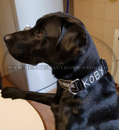 Labrador Hundehalsband aus Nylon mit Klettlogos - zum Schließen ins Bild klicken
