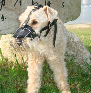 Maulkrob asu Draht für Lakeland Terrier - zum Schließen ins Bild klicken