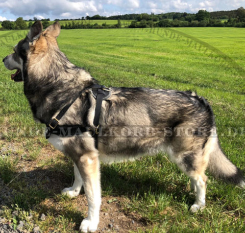 Service Hund Geschirr für Australian Shepherd