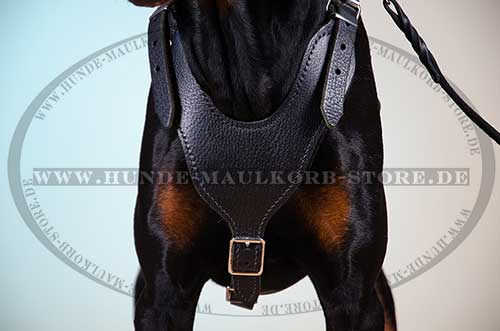 Leather Harness for Doberman 