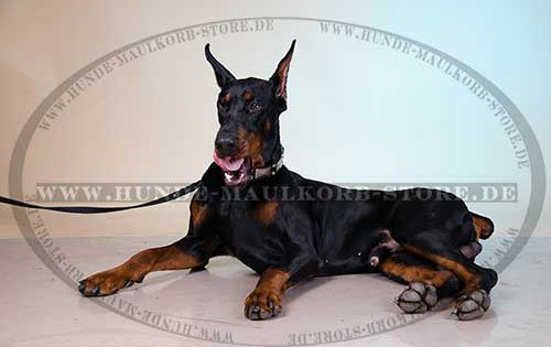 Studded Collar Leather Exclusive, Doberman Dog Collar Fine 