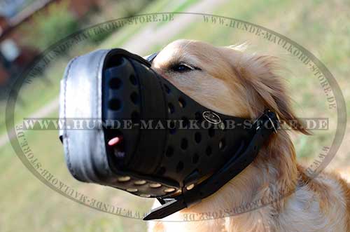 K9 Muzzle for Golden Retriever 