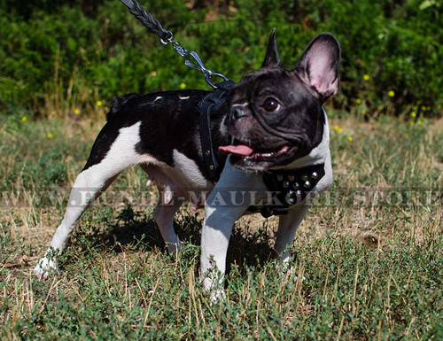 Hundegeschirr aus Leder mit Nieten für Franz. Bulldogge ❂ ❂ - zum Schließen ins Bild klicken
