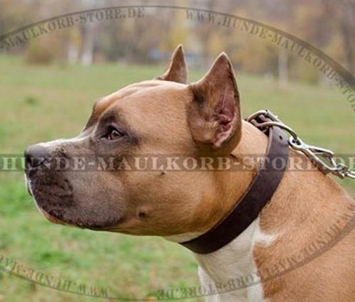 Amstaff klassisches Lederhalsband