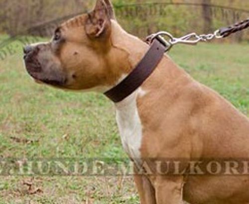 Lederhalsband aus Leder breit für Amstaff - zum Schließen ins Bild klicken