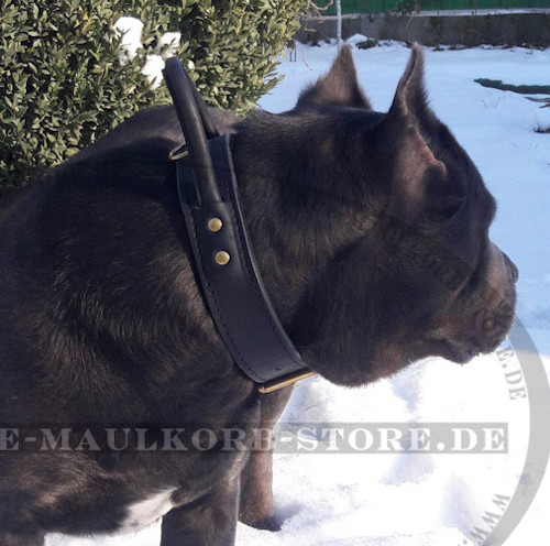 Breites Hundehalsband aus Echtleder mit Griff für Cane Corso