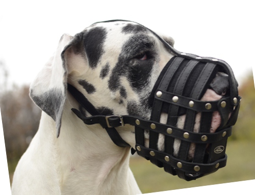 Dog s muzzle Great Dane