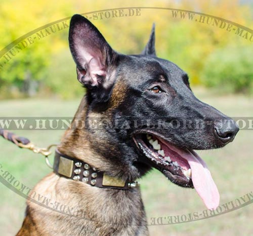 Luxus Schmuckhalsband für Malinois mit Nieten, goldem Schmuck