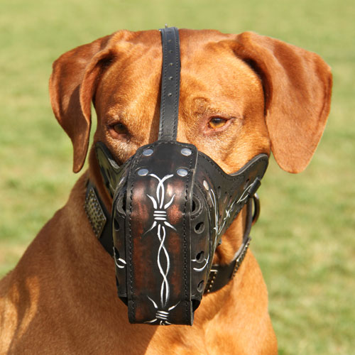 Painted muzzle American Pride for Rhodesian Ridgeback