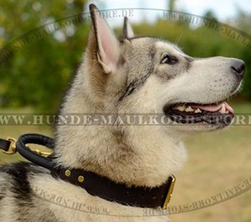 Alaskan Malamute Hetzhalsband aus Leder - zum Schließen ins Bild klicken