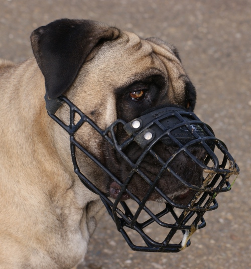 Maulkorb fuer grossen Mastiff 2020 - zum Schließen ins Bild klicken