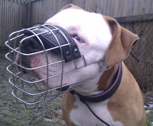 wire dog muzzle