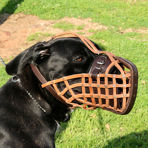 Muzzle for Cane Corso